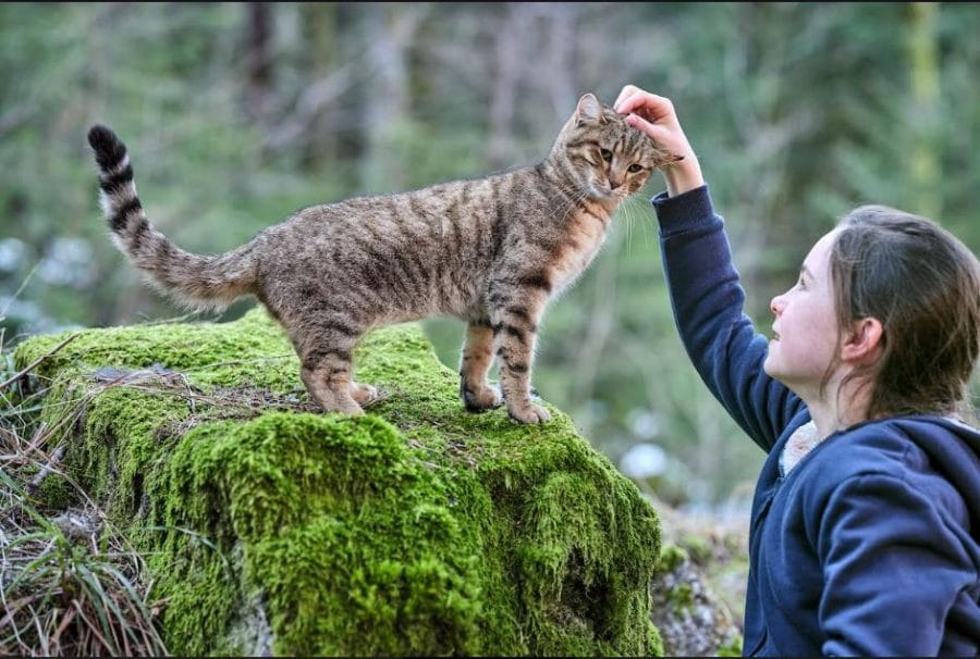 “Vita da gatto” di Guillaume Maidatchevsky a Giardini Naxos